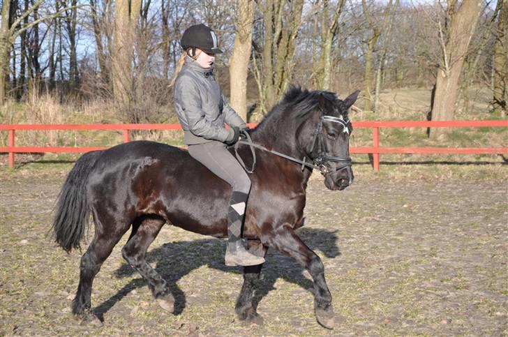 New Forest Bella - 13* (Nyt) Mig og skønne Belle i dressur igen :] <3  Nu med hænge-man :D Marts 2009  Taget af:Rikke billede 13