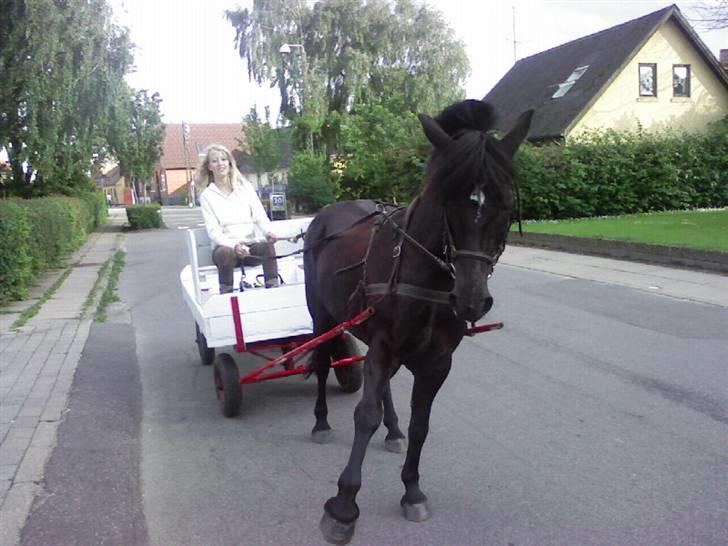 New Forest Bella - 18*  Første gang Bella var for vogn, sommer 2007 :D Hun var bare sød til det <33  Taget af: Mig/Louise  billede 18