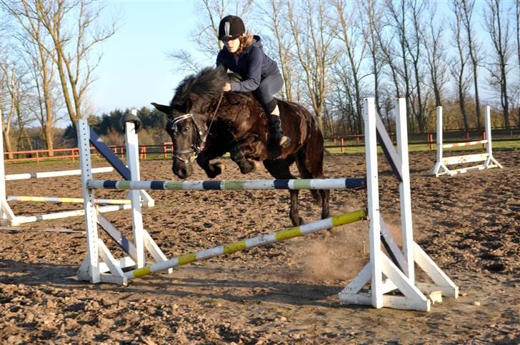 New Forest Bella - 20* (Nyt) April 2009 - Bella ude og springe :D Hun var total hidsig den dag!  Taget af: Mig/Louise billede 20