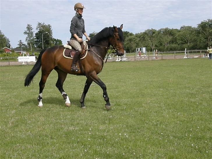 Dansk Varmblod Corlido M billede 3