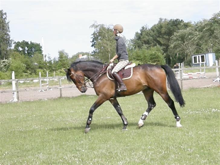 Dansk Varmblod Corlido M billede 4