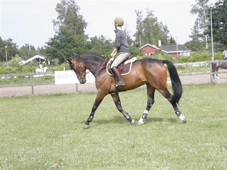 Dansk Varmblod Corlido M billede 5