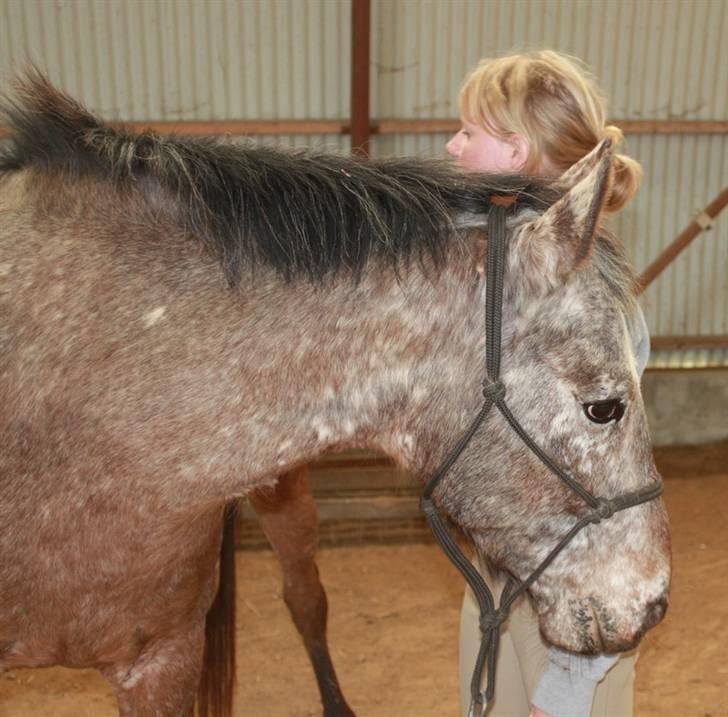 Knabstrupper 'Daisy - 17// Daisy og jeg <3 Foto: Kathrin P billede 17