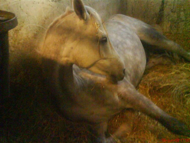 Anden særlig race Moonjam  billede 17