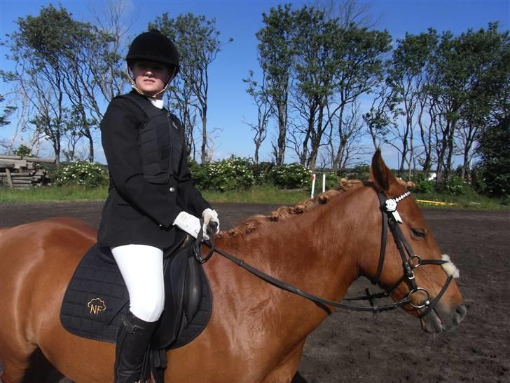 New Forest Pasha - Fordi vi havde et bånd! billede 9