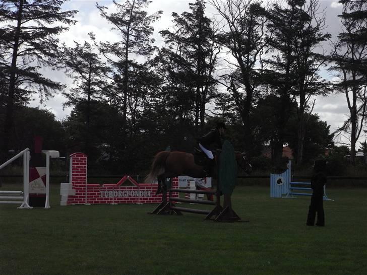 New Forest Pasha - Fordi du ku´ alt! billede 10