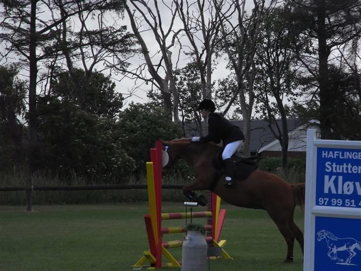 New Forest Pasha - Fordi jeg aldrig glemmer dig! billede 11