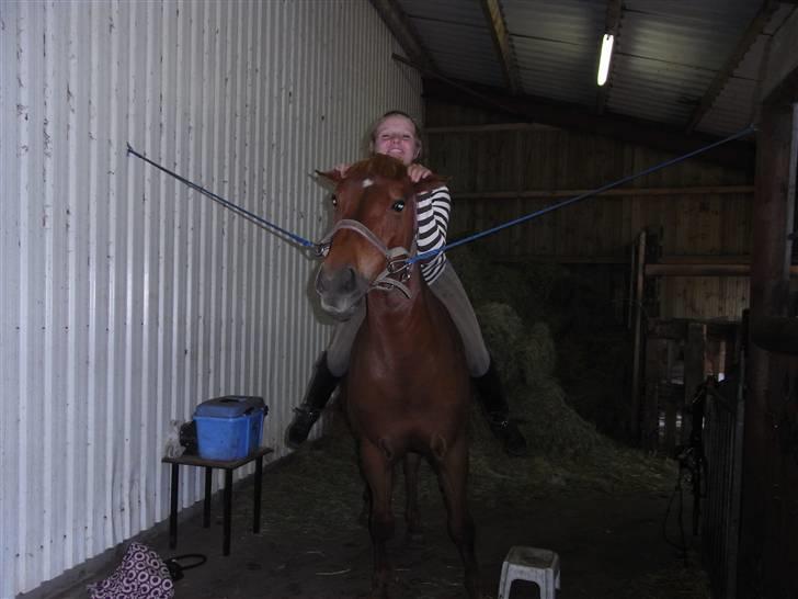 New Forest Pasha - Fordi du gjorde mig glad! billede 13