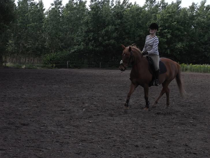 New Forest Pasha - Fordi du fik mig til at le! billede 15