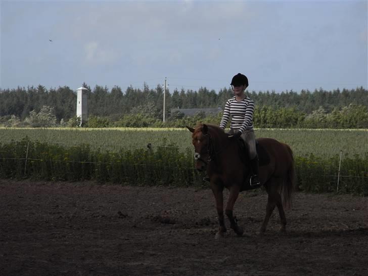 New Forest Pasha - Fordi du var dejlig! billede 16