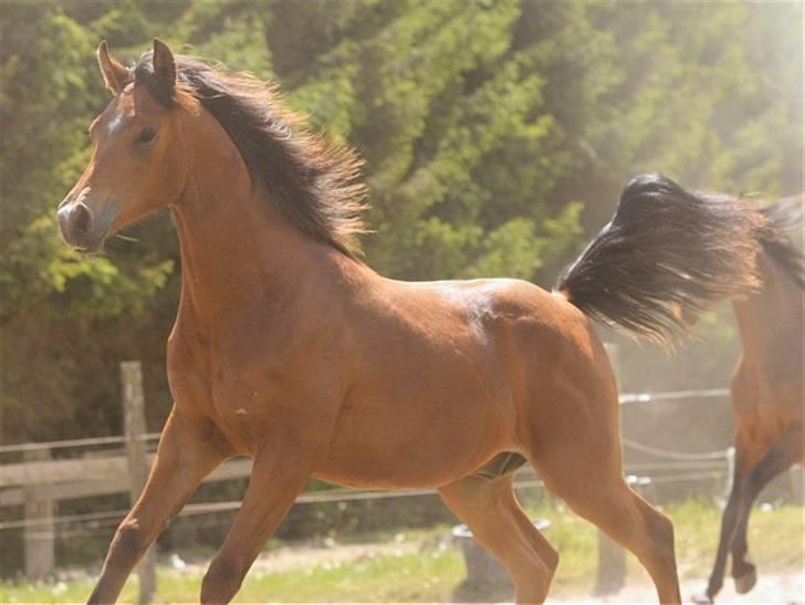 Arabisk fuldblod (OX) A'Chanze SOLGT! - A´Chanze knap 1 år. billede 15