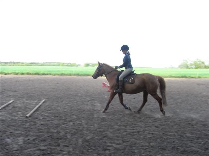 New Forest Pasha - Fordi du har det godt! billede 17