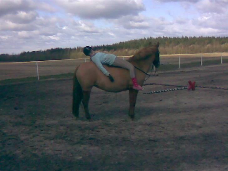 New Forest Pasha - Fordi jeg elsker dig! billede 18