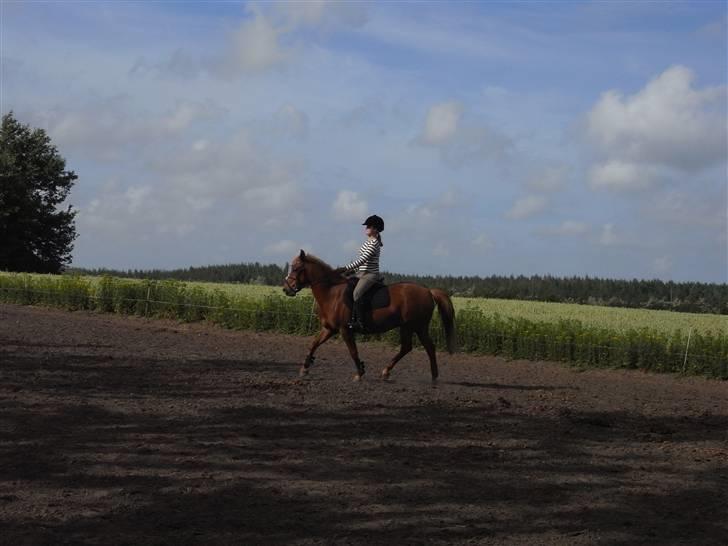 New Forest Pasha - Fordi du var ubeskrivelig! billede 20