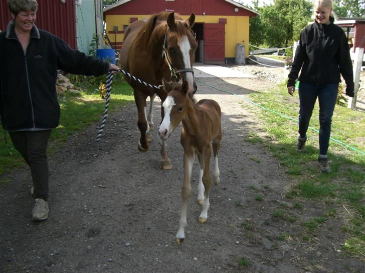 Anden særlig race Tessebølle's Santiago - På vej ned i ridehallen for første gang. Han havde da ikke lige tid til at vente på mor. billede 3