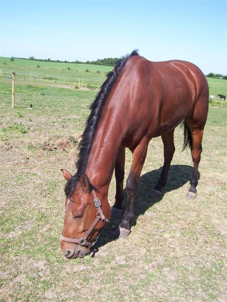 Anden særlig race Amadeus - RIP 2/10 2008 billede 10