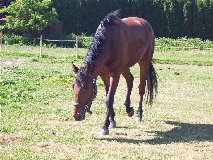 Anden særlig race Amadeus - RIP 2/10 2008 billede 11