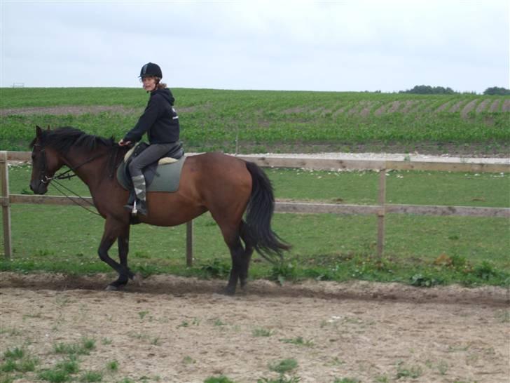 Quarter Olivia 25/9-08 billede 14