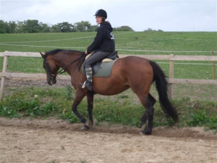 Quarter Olivia 25/9-08 billede 15