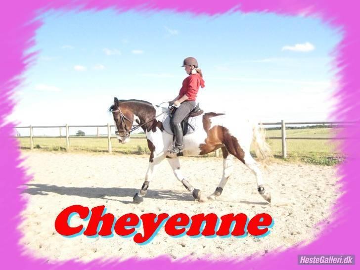 Pinto Cheyenne (solgt & savnet) billede 14
