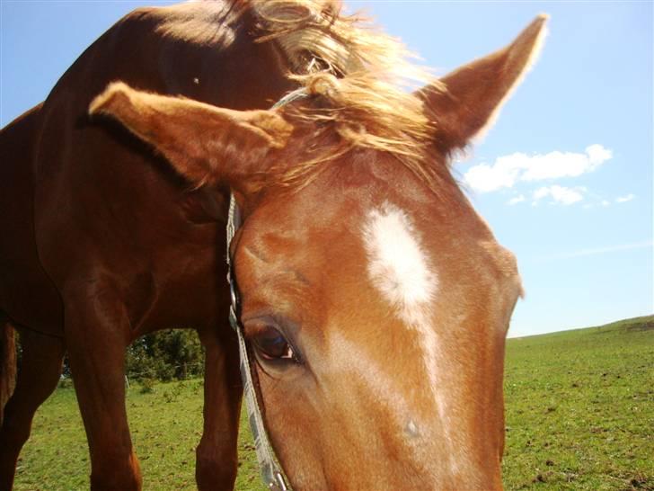 Welsh Partbred (Sec F) Officer W- B-pony - hygge ud på marken billede 1