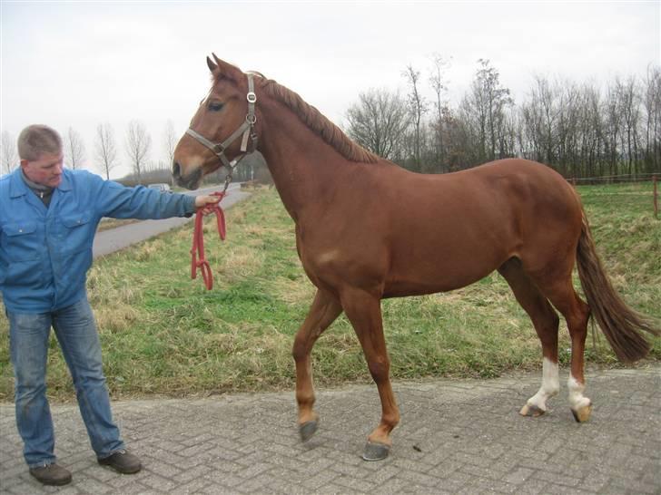 Welsh Partbred (Sec F) Officer W- B-pony - der bliv den frem vist da jeg var ud og se den. billede 4