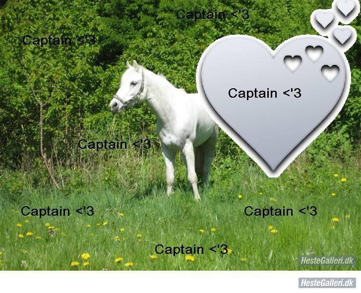 Connemara Banks Captain  - tak til Frede´Muzz I LOVE YOU 4-EVER ! for dette rigtig fine billede. Foto: mig billede 15