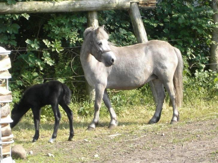 Anden særlig race Welsh mountain Mille SOLGT - sommer 08 billede 3