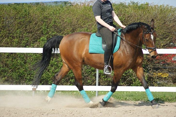 Dansk Varmblod Ivanhoe - Dressur april 2011:)  foto Josephine Hansen billede 14