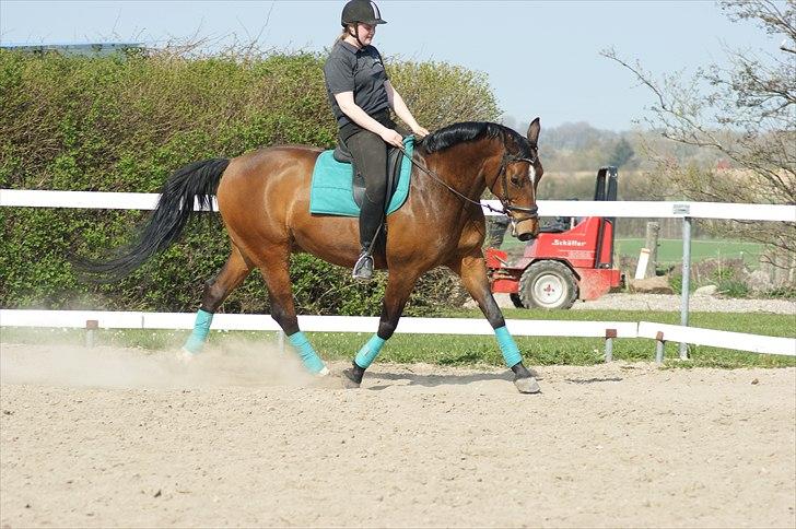 Dansk Varmblod Ivanhoe - Dressur april 2011.  foto Josephine Hansen billede 16