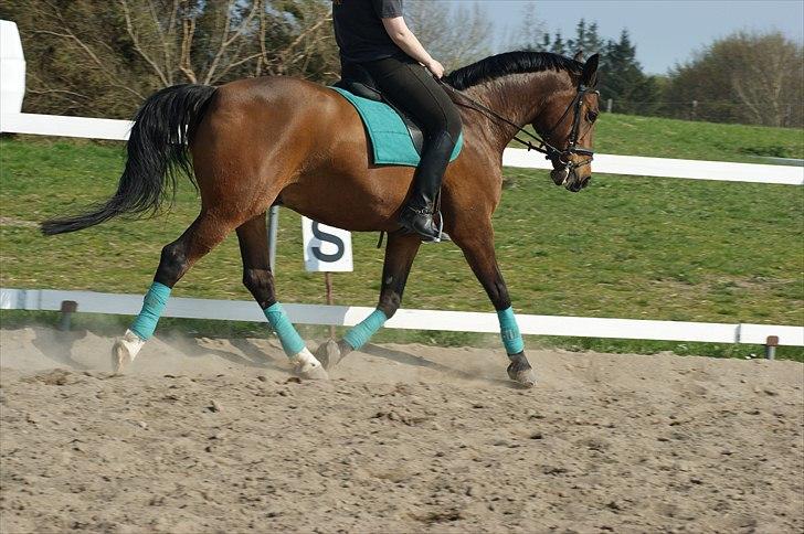 Dansk Varmblod Ivanhoe - trav Dressur april 2011  foto Josephine Hansen billede 19