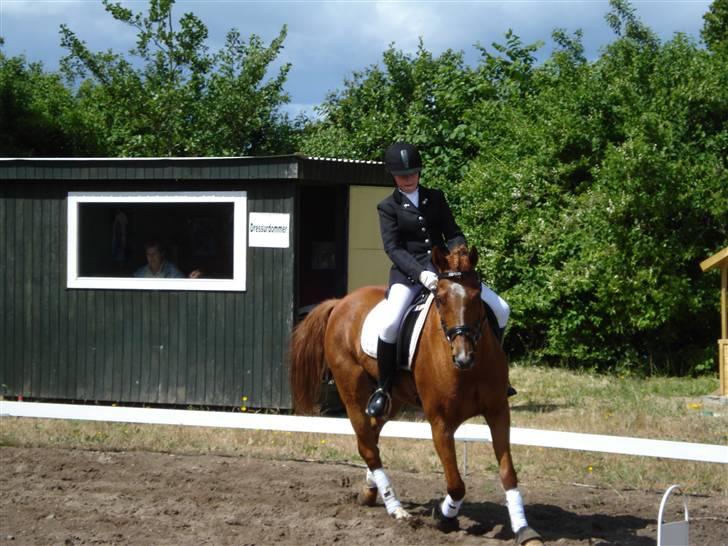 Hollandsk Sportspony Remco *R.I.P* - LC2 i Hyllebjerg 2008 billede 11