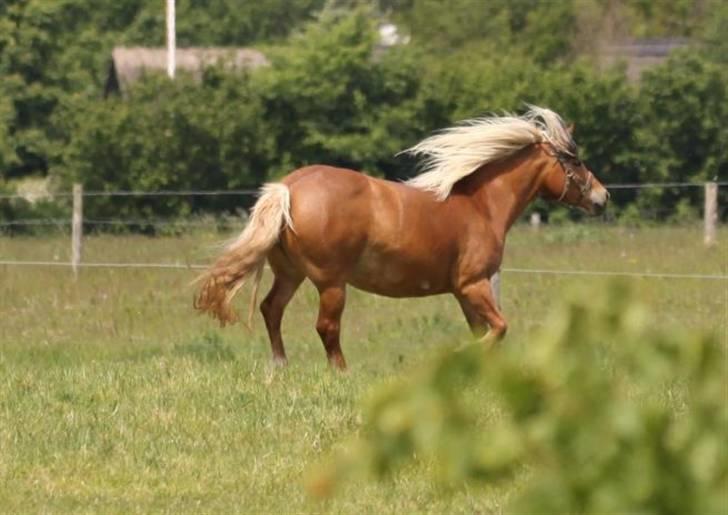 Haflinger Jhosie A Rosendal *{Himmelhest}* - Fuld fart :D billede 14