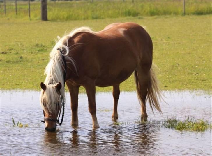Haflinger Jhosie A Rosendal *{Himmelhest}* - Der kom så meget regn at hestene fik deres egen sø, det nød Jhosie godt af billede 15