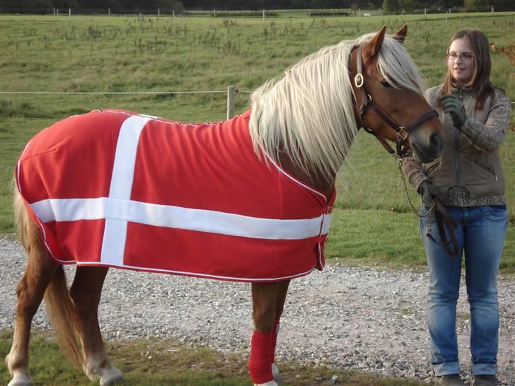 Haflinger Jhosie A Rosendal *{Himmelhest}* - Danmarks repræsentant :P billede 8