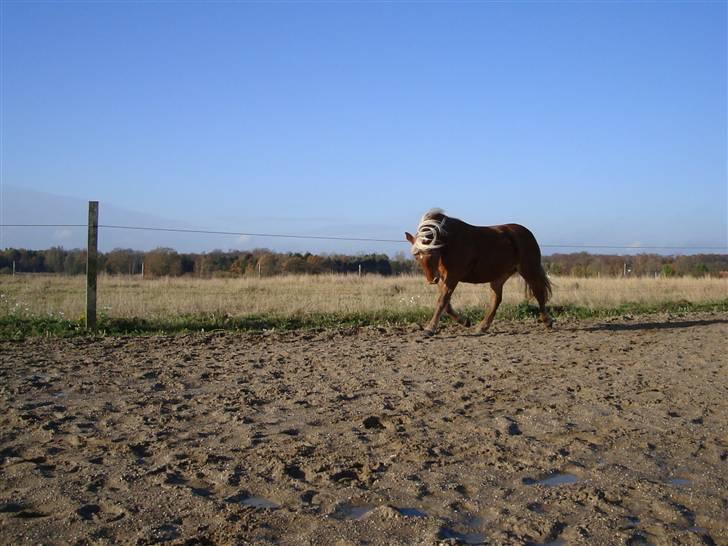 Haflinger Jhosie A Rosendal *{Himmelhest}* - Fri på ridebanen billede 16