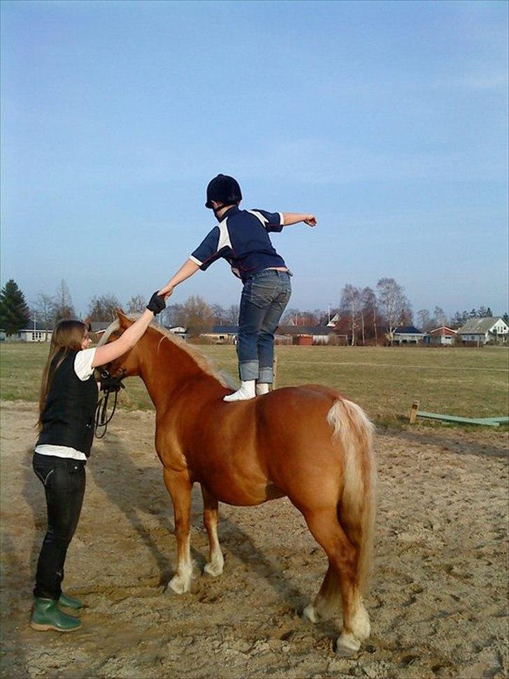 Haflinger Jhosie A Rosendal *{Himmelhest}* - Cirkusponyen :) Hun finder sig i ALT! <3 billede 17