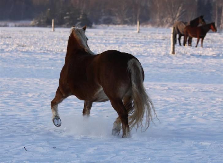 Haflinger Jhosie A Rosendal *{Himmelhest}* - Vinter 2009/2010 billede 18