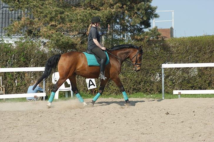 Dansk Varmblod Ivanhoe - Dressur april 2011 :)  foto Josephine Hansen billede 15