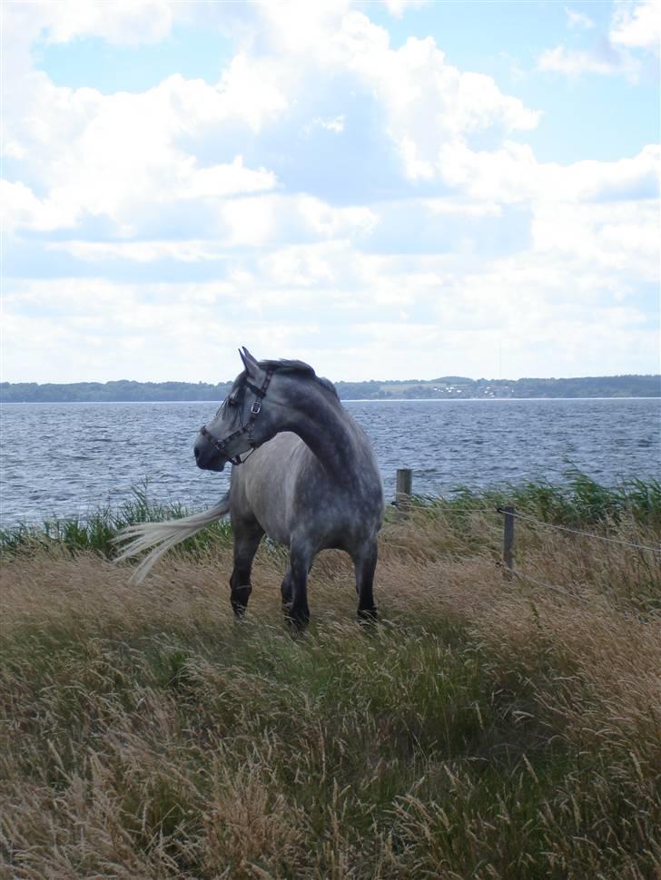 Holstener Coriana Hope - 30. juni 2008 sommergræs billede 15