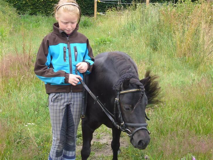 Shetlænder Morfar's Mille - Josephine og Mille. Hvor er de søde sammen (L<3 billede 13