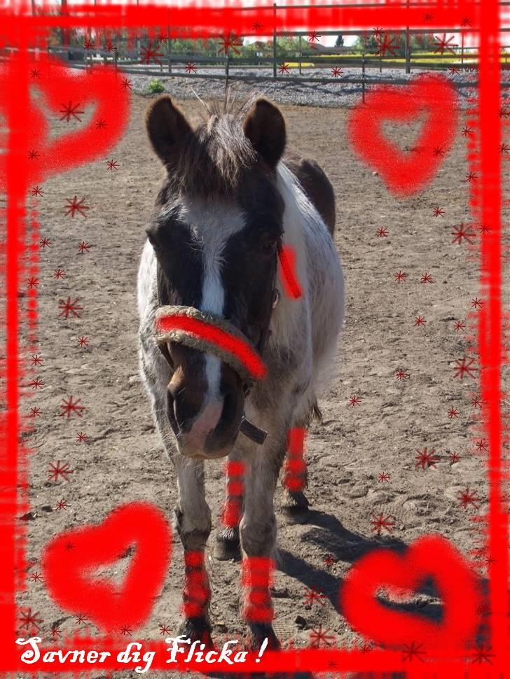 Anden særlig race Flicka sanet og elsket (RIP):( - Velkommen til Flicka´s profil håber i gir en lille kommentar og bedømmelse :) Så fin som hun er :) <´3 billede 1