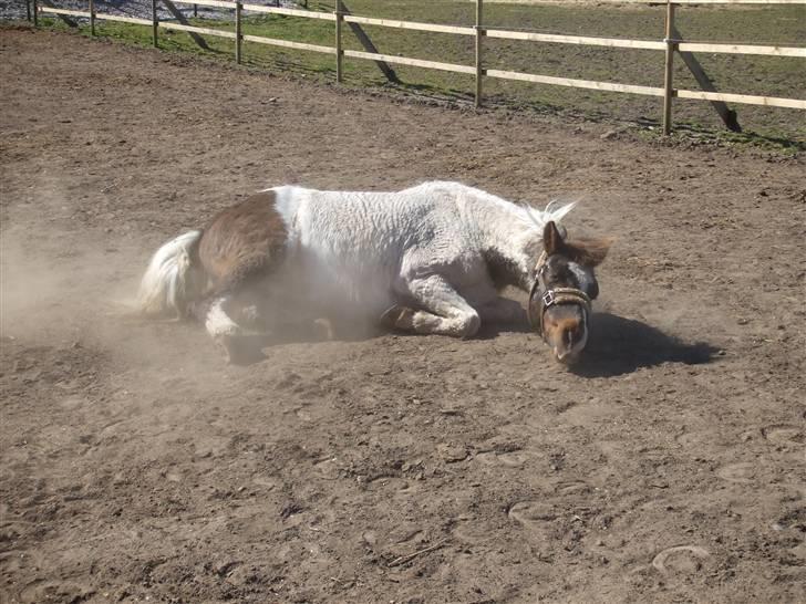 Anden særlig race Flicka sanet og elsket (RIP):( - Rulle :) Hvor er hun sød :) <´3 billede 2