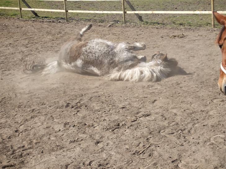 Anden særlig race Flicka sanet og elsket (RIP):( - Love you :) <´3 billede 5