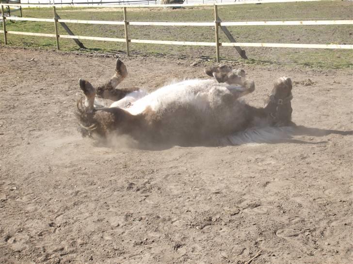Anden særlig race Flicka sanet og elsket (RIP):( - hun er så sød at du tror det er løgen hi hi :) <´3 billede 6