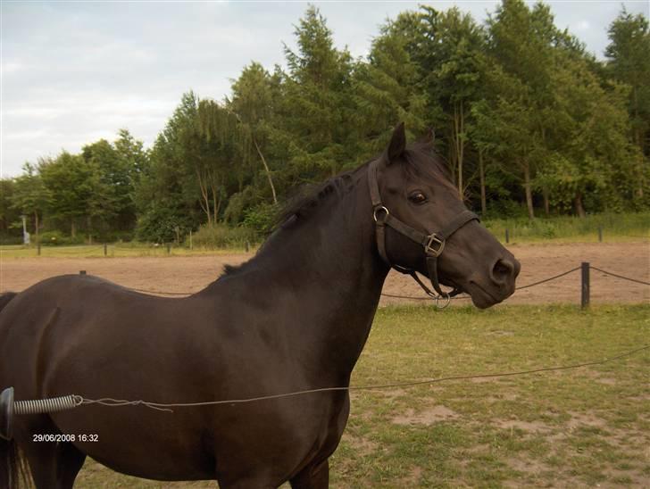 Anden særlig race Stacia - SOLGT - ligegyldigt hvad de ser, betyder du stadig alverden for mig! billede 17