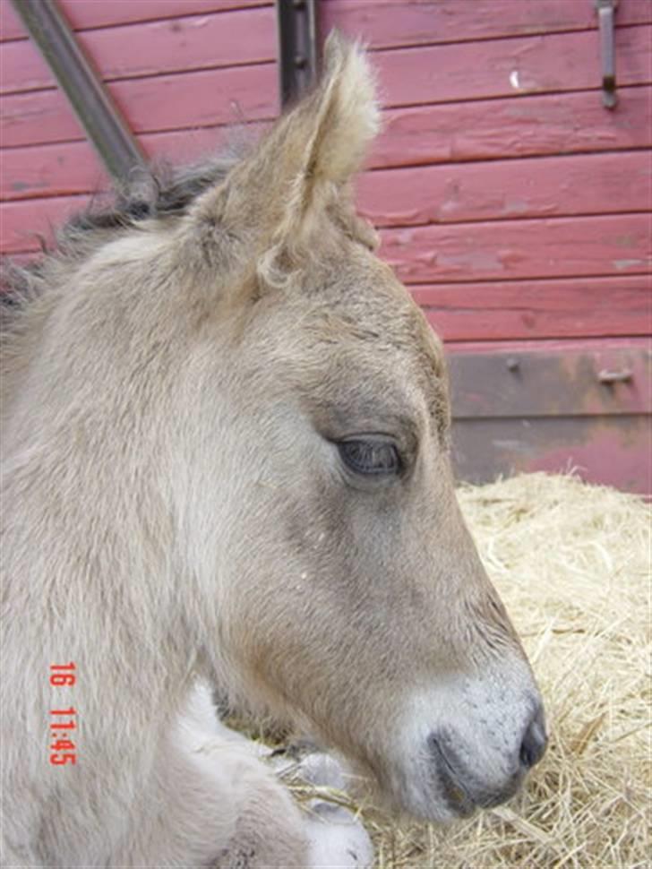 Islænder Sæmi fra Grøftekanten billede 2