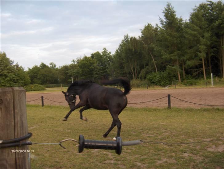 Anden særlig race Stacia - SOLGT - ligegyldigt hvad de ser, betyder du stadig alverden for mig! billede 18