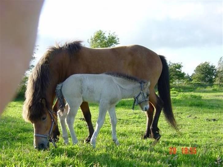 Islænder Sæmi fra Grøftekanten billede 3