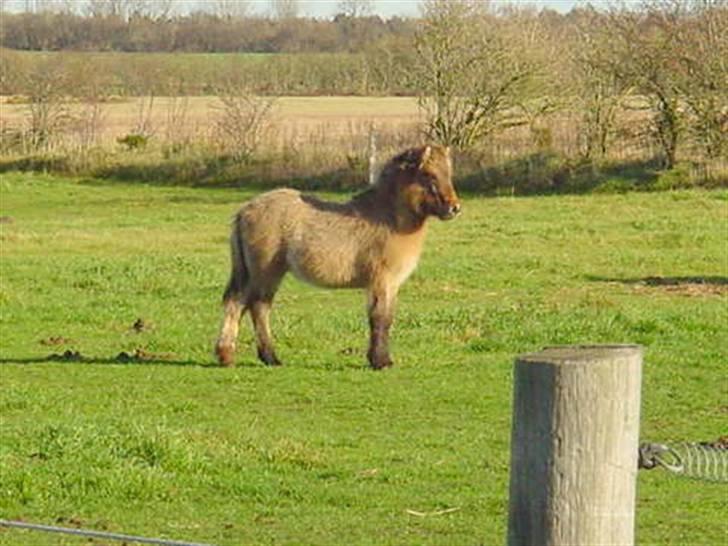 Islænder Sæmi fra Grøftekanten billede 4
